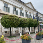  Gömbjuhar - Acer platanoides ’Globosum’ - Szabadgyökeres