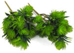  Protea csokor sötétzöld 2db/csomag - csinaldmagadshop