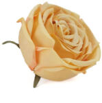  Rózsafej barack - csinaldmagadshop