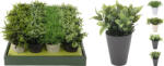  Művirág - Fűszernövények cserépben 130X130X160MM (317002070) (PE-8451)