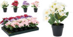  Művirág - Kankalin 4 fajta színben, cserépben 25X35CM (317354320) (PE-8268)