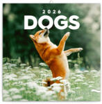 Realsystem Dogs, képes lemeznaptár 2026