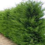 Gabrillo Garden Kft Oszlopos Leylandi ciprus 2001-es 60/80 cm-24 db/csomag