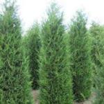 Gabrillo Garden Kft Oszlopos Leylandi ciprus 2001-es 60/80 cm-18 db/csomag