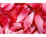 DIMEX ART Самозалепваща се флизелинова фототапета червени венчелистчета 375 x 250 см