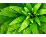 DIMEX ART Флизелинов фототапет пресни листа 375 x 250 см