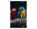 DIMEX ART Флизелинов фототапет пъстри ара 150 x 250 см