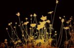 DIMEX ART Флизелинов фототапет златни цветя 375 x 250 см