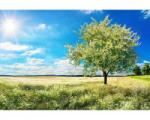 DIMEX ART Флизелинов фототапет дърво на поляна 375 x 250 см