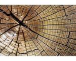DIMEX ART Самозалепваща се флизелинова фототапета годишни пръстени 375 x 250 см