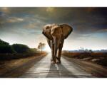 DIMEX ART Самозалепваща се флизелинова фототапета разхождащ се слон 375 x 250 см