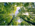 DIMEX ART Самозалепваща се флизелинова фототапета дървета в облаците 375 x 250 см