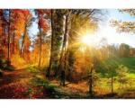 DIMEX ART Самозалепваща се флизелинова фототапета разходка през гората 375 x 250 см