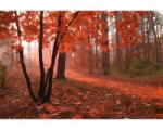 DIMEX ART Самозалепваща се флизелинова фототапета гора в мъглата 375 x 250 см