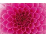 DIMEX ART Самозалепваща се флизелинова фототапета розова георгина 375 x 250 см