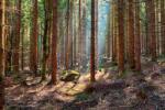 DIMEX ART Флизелинов фототапет смърчова гора 375 x 250 см
