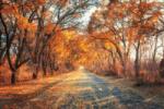 DIMEX ART Флизелинов фототапет пътека по есенната алея 375 x 250 см