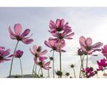 DIMEX ART Самозалепваща се флизелинова фототапета цветя 375 x 250 см