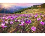 DIMEX ART Самозалепваща се флизелинова фототапета минзухари през пролетта 375 x 250 см