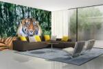 DIMEX ART Самозалепваща се флизелинова фототапета суматрански тигър 375 x 250 см