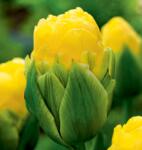 Benex 5 db-os Kapers Tulipán virághagyma -Apeldoornban Dupla Szépsége 11/12 (K100E)