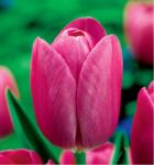 Benex 5 db-os Kapers Tulipán virághagyma - Triumph Tulipán rose-rózsaszín 11/12 (K359A)