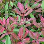Gabrillo Garden Kft PHOTINIA FRASERI LOUISE MCLARLOU 40/60 /14 db/csomag