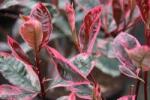 Gabrillo Garden Kft Photinia x fraseri Camilvy Korallberkenye 40/60 16 db/csomag