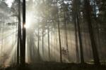 DIMEX ART Fototapetă vlies raze în pădurea de toamnă 375 x 250 cm