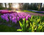 DIMEX ART Fototapetă vlies flori de zambilă 375 x 250 cm