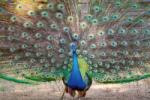 DIMEX ART Fototapetă vlies spectacol de păuni 375 x 250 cm