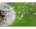 DIMEX ART Fototapetă vlies puf de păpădie zburător 375 x 250 cm