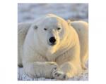 DIMEX ART Fototapetă vlies urs polar 225 x 250 cm