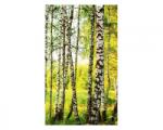 DIMEX ART Fototapetă vlies pădure de mesteacăn 150 x 250 cm
