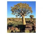 DIMEX ART Fototapetă vlies namibia 225 x 250 cm