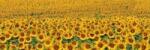 DIMEX ART Fototapet pentru bucătărie - rânduri de floarea soarelui 180 x 60 cm