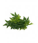 Repti Zoo Abutilon műnövény - nagy