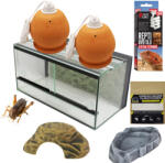  Szakállas agáma BASIC kezdőcsomag - bébi agámáknak