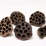 Pet King Pet King| Lotus Nature| természetes szárított dekoráció - 5 db