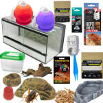  Szakállas agáma MID kezdőcsomag - bébi agámáknak