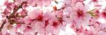 DIMEX ART Fototapet pentru bucătărie - flori de măr 180 x 60 cm