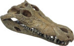 Repto | DECO CROCODILE | Krokodil koponya, dekoráció - L