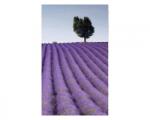 DIMEX ART Fototapetă vlies câmp de lavandă 150 x 250 cm