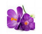 DIMEX ART Fototapetă vlies crocus 225 x 250 cm