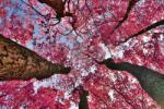 DIMEX ART Fototapetă vlies fantezie cu cireși 375 x 250 cm