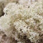 Pet King Pet King| Izlandi moha| természetes moha terráriumba - 1, 5 liter