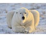 DIMEX ART Fototapetă vlies urs polar 375 x 250 cm