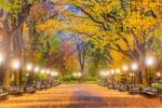 DIMEX ART Fototapetă vlies central park în toamnă 375 x 250 cm