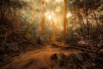 DIMEX ART Fototapetă vlies junglă misterioasă 375 x 250 cm