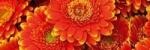 DIMEX ART Fototapet pentru bucătărie - gerbera 180 x 60 cm